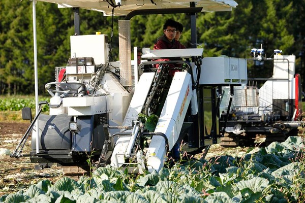 キャペツの自動収穫機。ベースは既存の収穫機。複数のカメラでキャベツを検出し、自動で刈り取る。検出にはディープラーニングの技術を活用。撮影した画像からAIが玉の位置を見つけ出す(写真:箕浦伸雄)