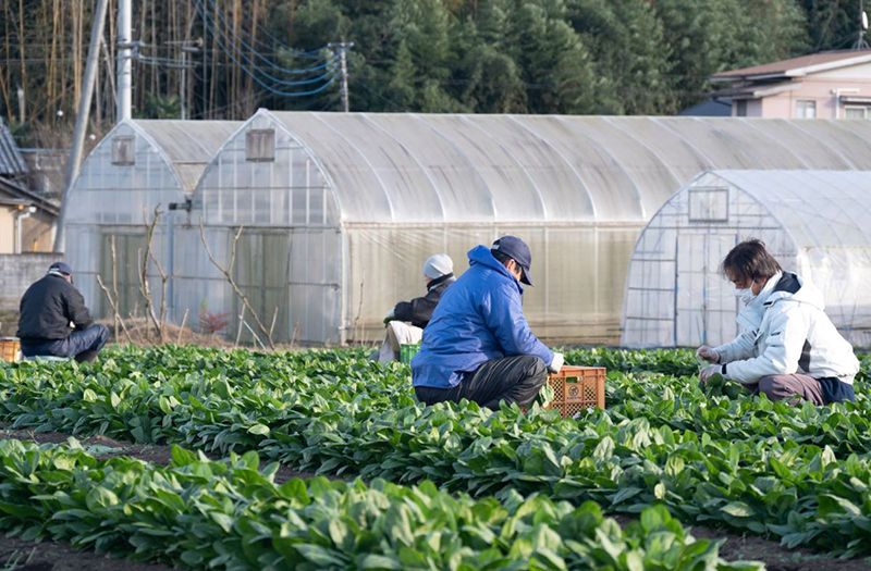 ホウレンソウの収穫作業をする茨城就業支援センターの入所者（写真：新垣宏久）